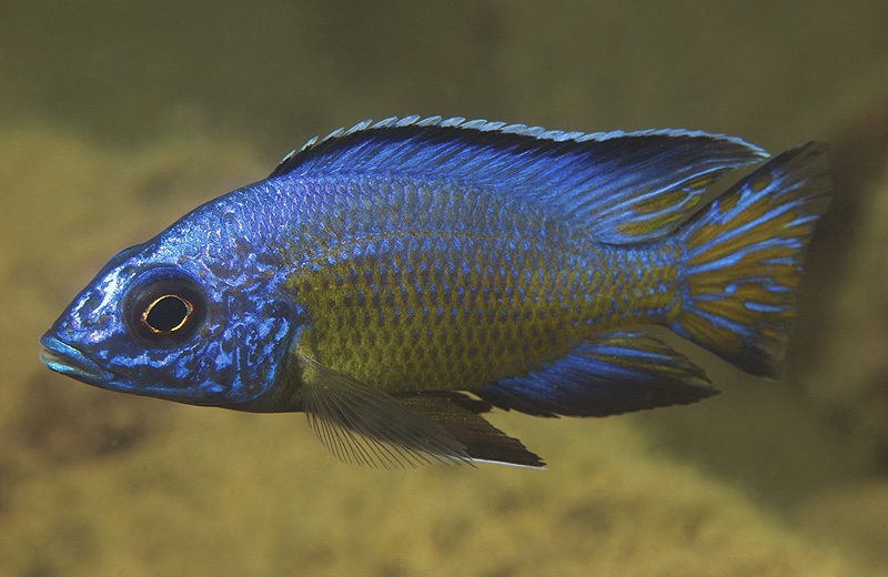 Aulonocara koningsi 'Mbenji Island'